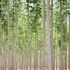 Poplars 1