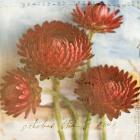 Red Strawflower 2