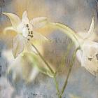White Flower 1