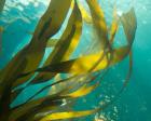 Sea Kelp 1