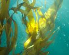 Sea Kelp 4