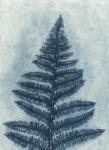 Blue Fern 2