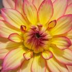 Yellow Dahlia