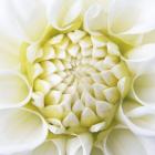 White Dahlia