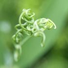 Sweet Pea Knot