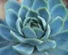 Blue Succulent