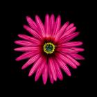 Pink Daisy