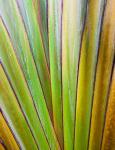 Fan Palm 2