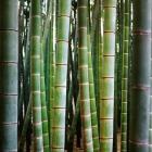 Bamboo 1