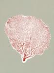 Sea Fan 11