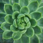 Green Succulent