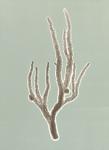 Coral 4