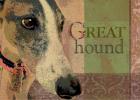 Greyhound