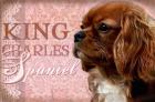 King Charles Spaniel