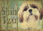 Shihtzu