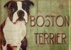 Boston Terrier