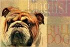 English Bulldog