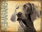 Weimaraner