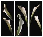 Calla Lilies