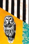 Barred Owl