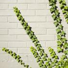 Ivy and Wall