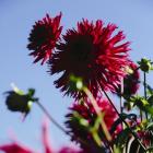 Dahlia Study 2