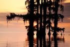 Sunrise Through the Cypress