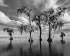 Sentinels of Lake Maurepas