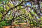 Bayou Cathedral