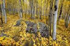 Aspen Carpet