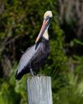 Pelican Watching