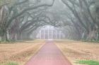 Foggy Oak Alley