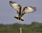 Grabbing Air Snail Kite in Flight