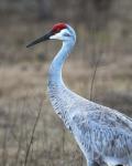 Sandhill Crane in Profile