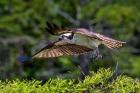 Osprey Liftoff