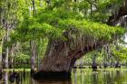 Blind River Umbrella