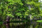 Along Tchackehou Bayou