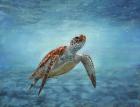 Sea Turtle