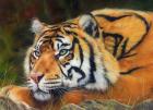 Sumatran Tiger Resting