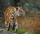 Indo Chinese Tiger