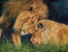 Lion Love