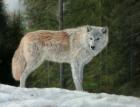 Grey Wolf In Snow