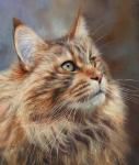 Maincoon Cat