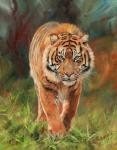 Amur Tiger 2