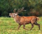 Red Deer Stag Running