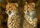 Cheetah Bros