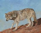Red Rock Wolf