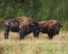 Bison Pair