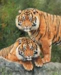 Pair Of Sumatran Tigers