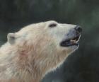 Polar Bear Portrait